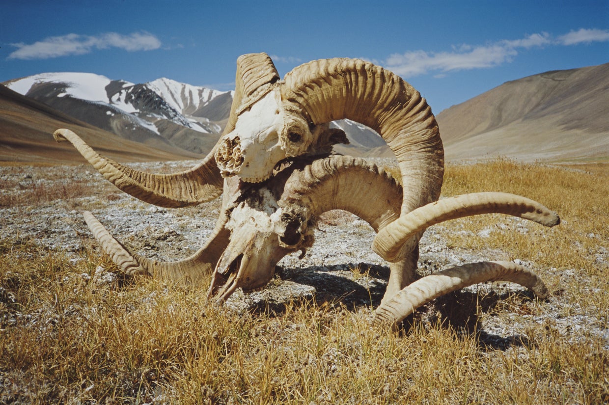 Marco Polo Sheep Skulls 