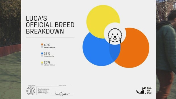 Dog DNA results