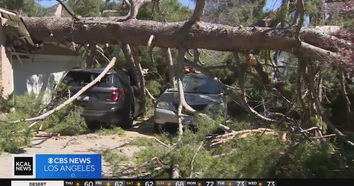 Strong winds topple trees in Pasadena, Lake Balboa - CBS Los Angeles