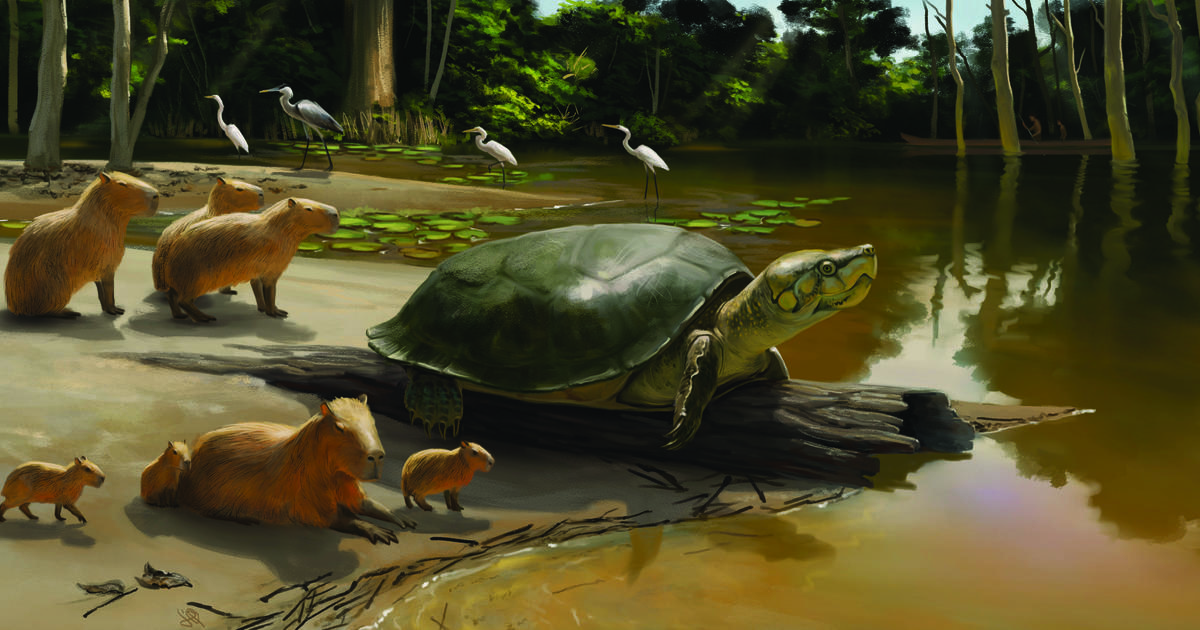 Un fossile de tortue géante récemment découvert, nommé d'après le personnage de Stephen King