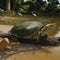 Newly discovered giant turtle fossil named after Stephen King character