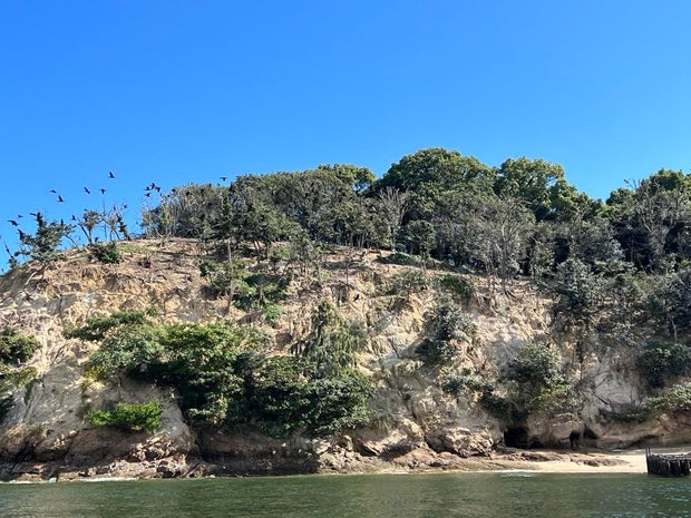 Great cormorants fly over a hillside on Japan's Miyajima island that has been stripped of its tree cover by the copious amounts of acidic guano left by the once-endangered seabirds, in a photo shared with CBS News by Hatsukaichi city's agriculture, forest and fisheries section