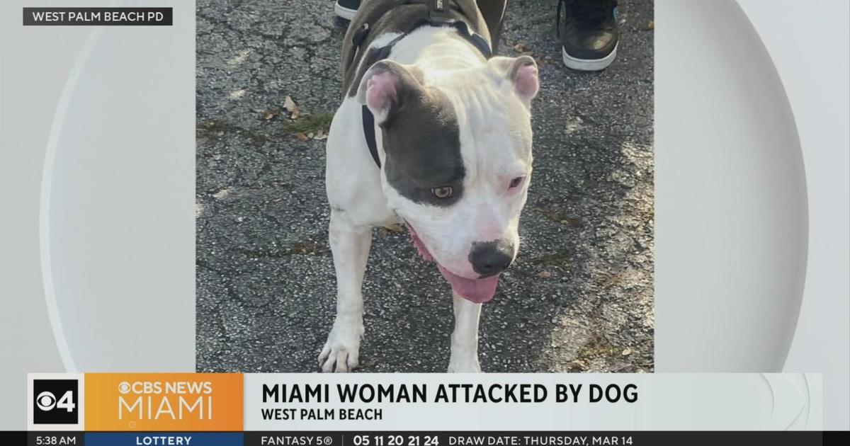 Miami girl attacked by pit bull when making an attempt to shield her dog