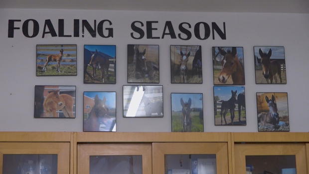 foaling-season-wall.jpg 