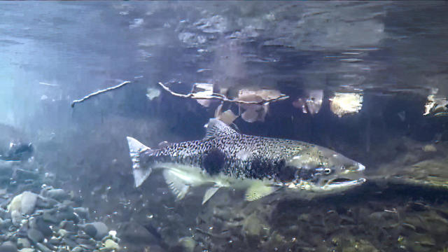 Underwater Photo of Swimming Salmon 