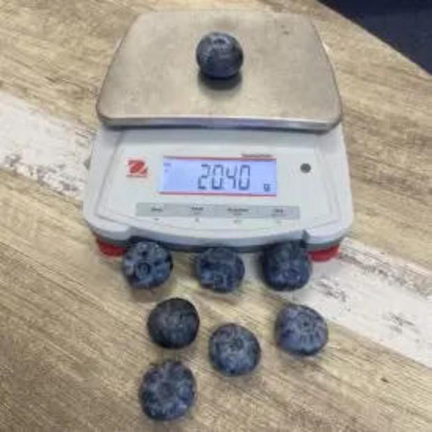 See the heaviest blueberry ever recorded. It's nearly 70 times larger than average.