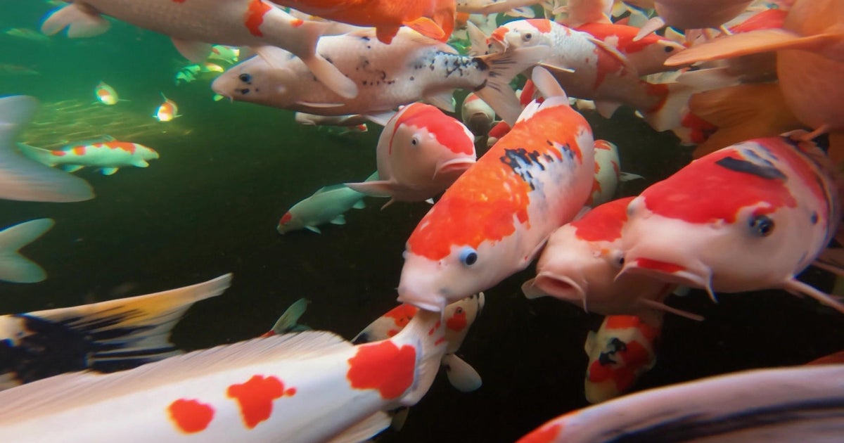 Koi: “Yüzme mücevherleri” – Haberler