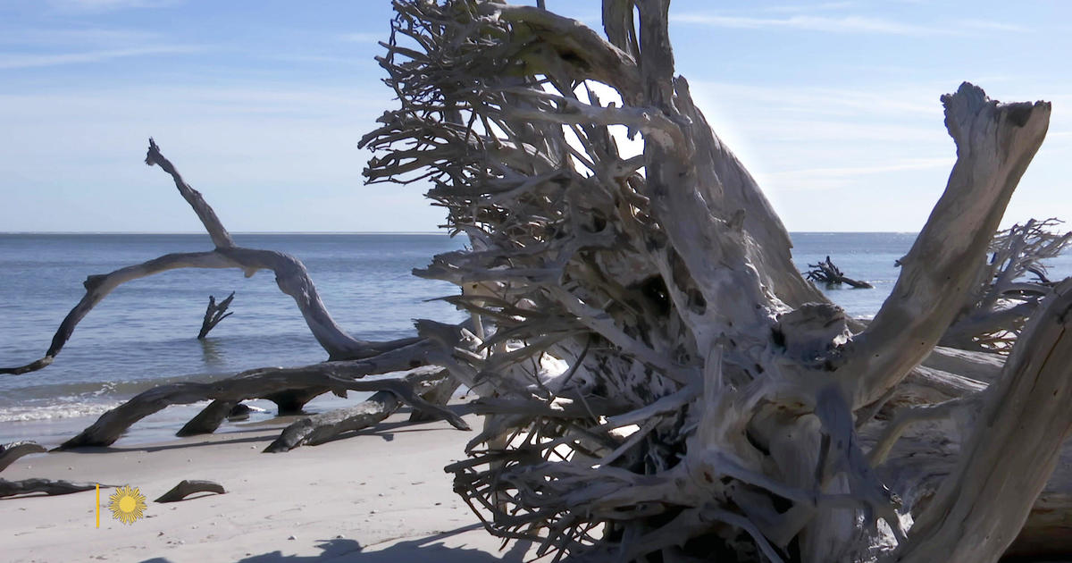 Nature: Driftwood on a Florida beach