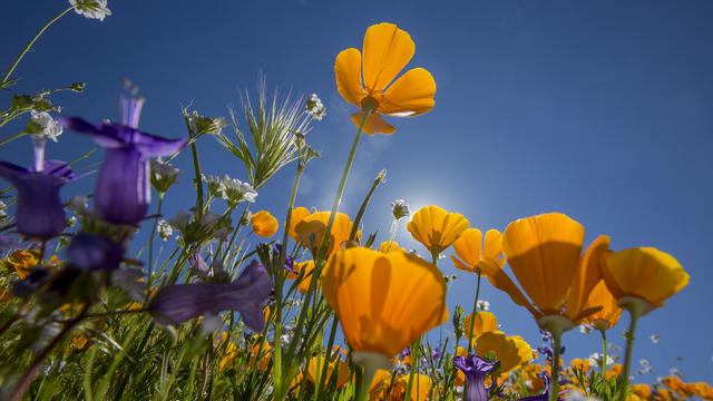 Sea Of Springtime Wildflowers Spreads Across Southern California 