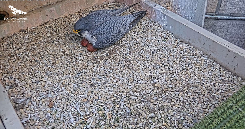 Peregrine falcons lay 2nd egg in Pitt’s Cathedral of Learning nest Peregrine falcons lay 2nd egg in Pitt’s Cathedral of Learning nest