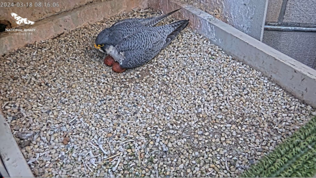 kdka-national-aviary-falcon-two-eggs.png 