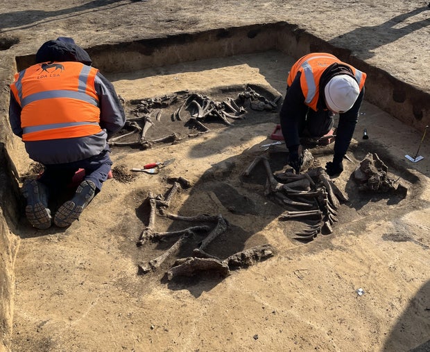 Archaeologists excavate cattle burials dating back roughly 5,000 years