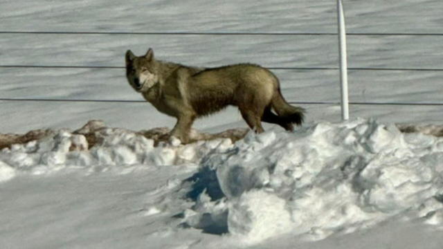 wolf-or-coyote-5pkg-transfer-frame-1719.jpg 