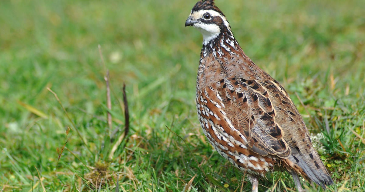 Bobwhite quail returns to Pennsylvania - CBS Pittsburgh