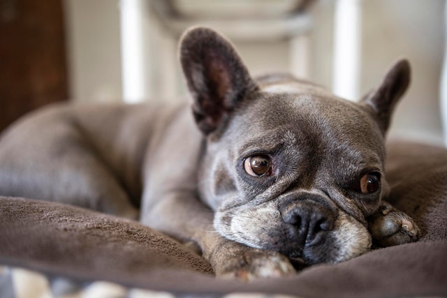 Sleepy French Bulldog 