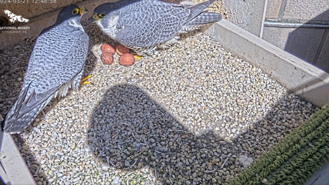kdka-national-aviary-falcon-two-eggs.png 
