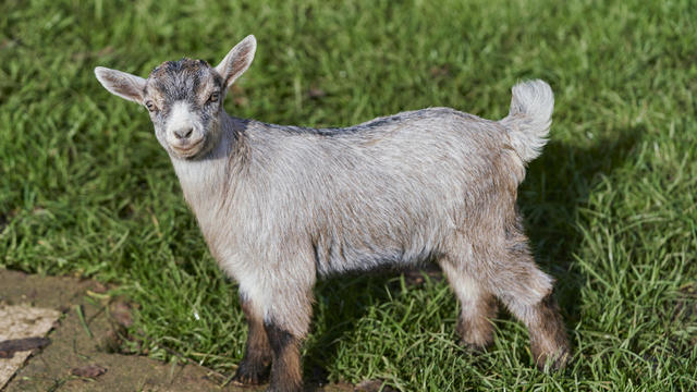 Portrait of a little goat standing on grass in a farm. Animals concept. 