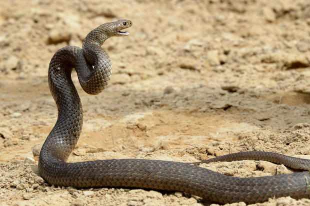 Australian man dies after being bitten by highly venomous snake while trying to remove it from child care center