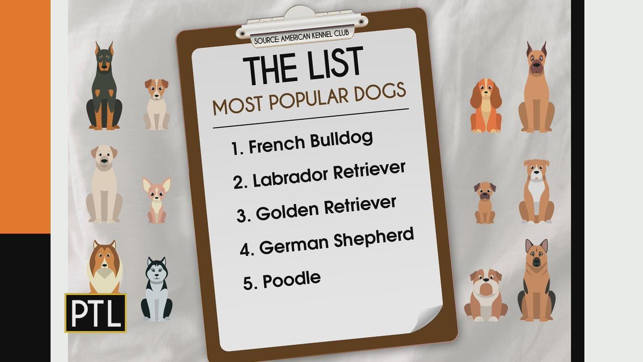 Most popular dog breed rankings are released. Many fans are not