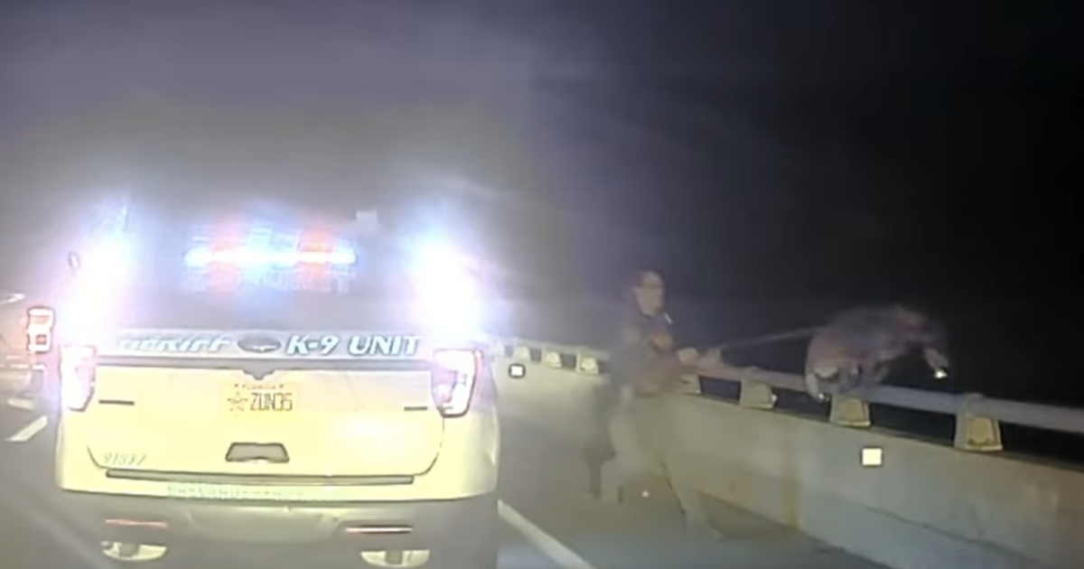Вижте момента, в който полицейско куче от Флорида внезапно скочи от 75-футов мост – но беше спасено от каишката си