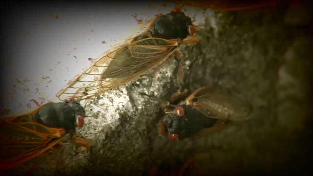 17-year-cicadas-2.png 