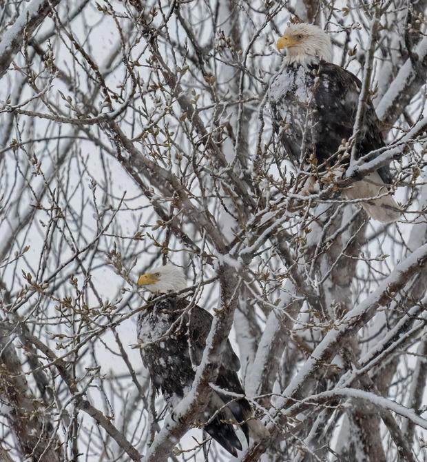 red-wing-eagles-in-snow.jpg 