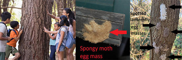 ppq-spongy-moth-release.jpg 