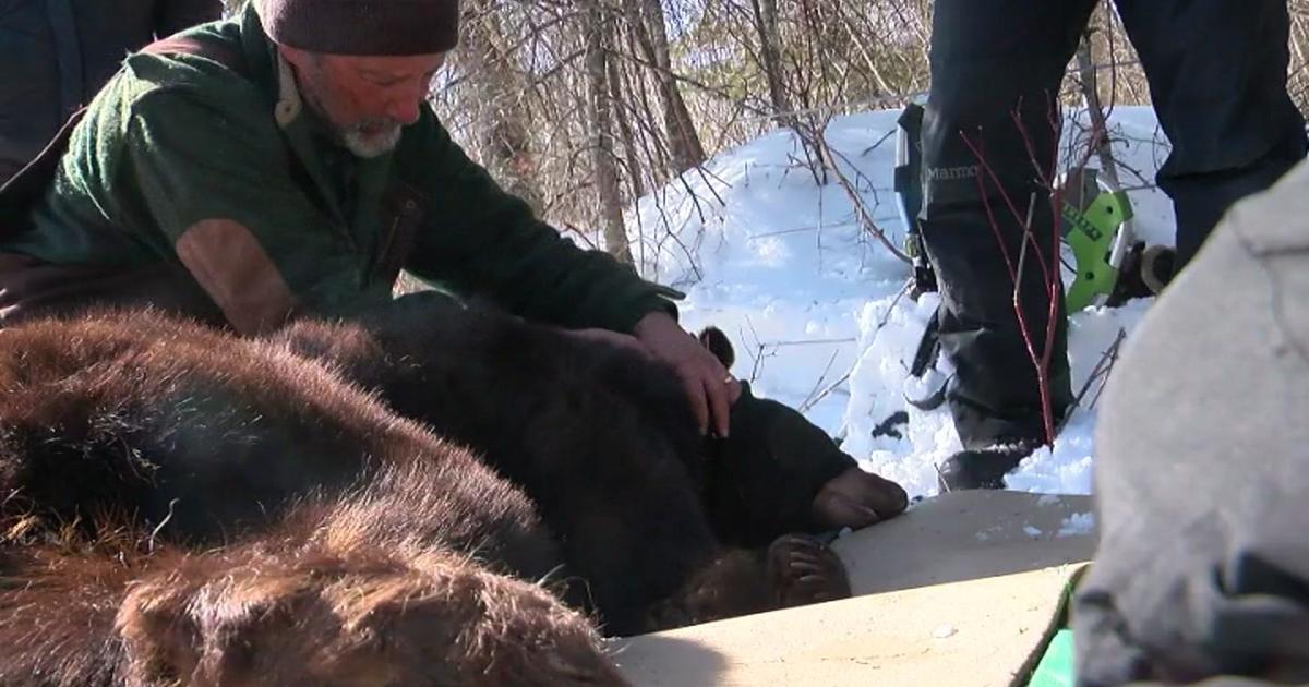 How this year's warm, dry winter has affected Minnesota's bear