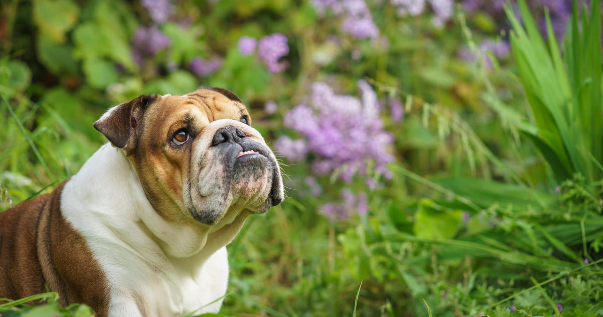3 pet insurance moves owners should make this spring