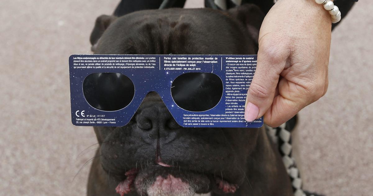 Will the solar eclipse affect animals? Veterinarians share pet safety tips for the 2024 show