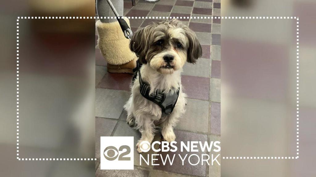 Animal Care Centers of NYC looking for pet adopters