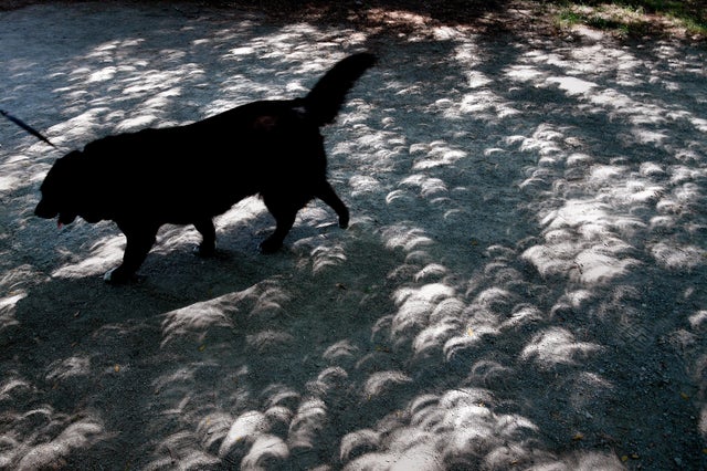 "Total Eclipse of the Park" Eclipse Party in Louisville, Kentucky 