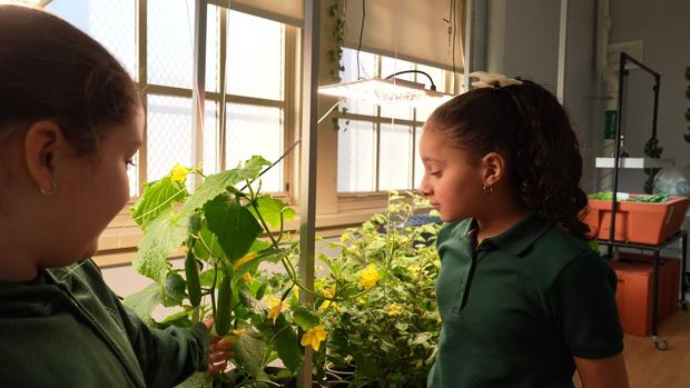 PS 147 students in NY Sun Works Hydroponic Classroom 