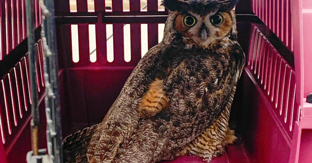 Massachusetts state trooper rescue injured owl on the side of the road - Vimarsana News