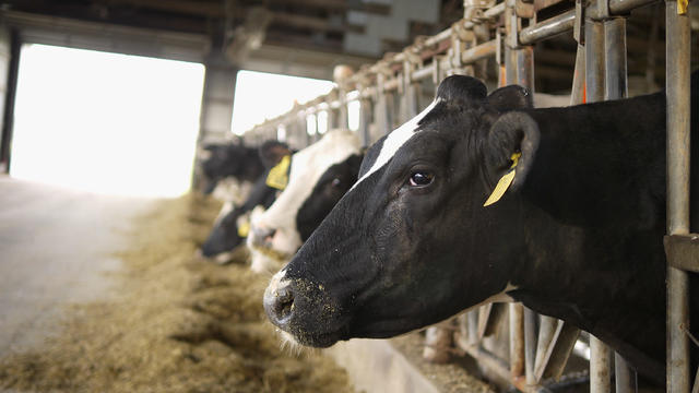 Midwest Heat Wave Threatens Productivity Of Dairy Cows 