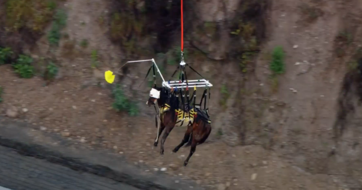Кон беше транспортиран с хеликоптер на безопасно място, след като беше заседнал в река Санта Ана за почти 24 часа