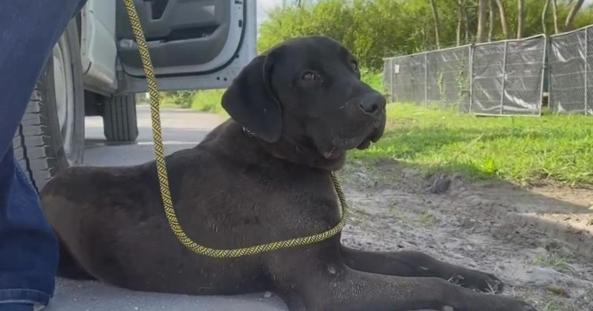 Miami-Dade Animal Providers doing what it can to address puppy dumping in Redland