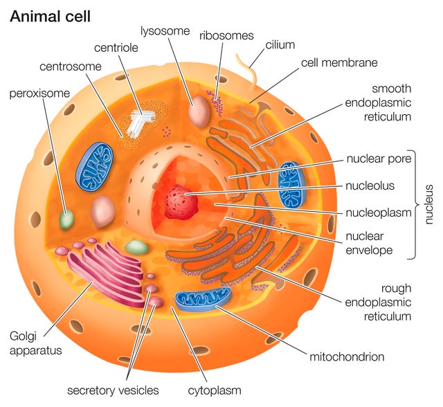 Cutaway Drawing Of A Eukaryotic Animal Cell. 