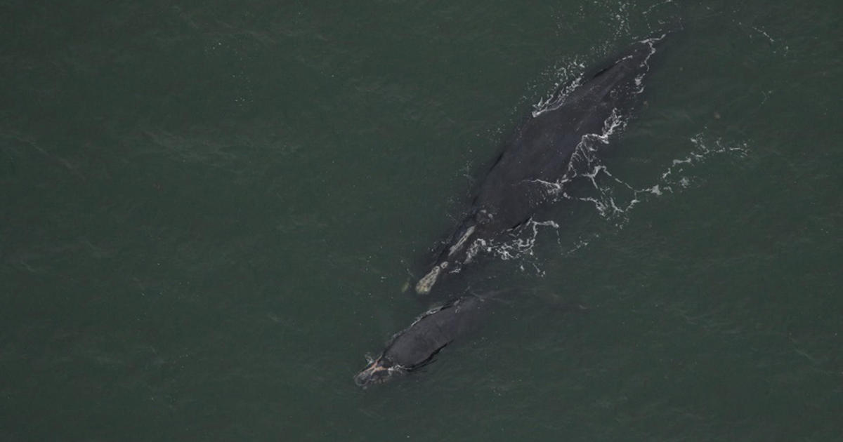 ВИРДЖИНИЯ БИЙЧ, Вирджиния - Друг критично застрашен обикновен кит в