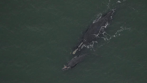 virginia-whale-mom-calf.jpg 