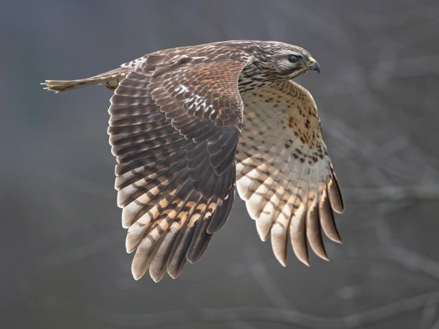 red-shouldered-hawk.jpg 