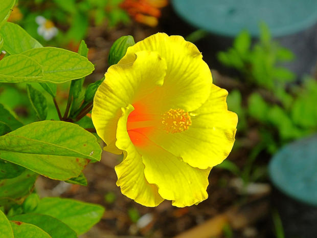 The ma'o hau hele, or yellow hibiscus flower is the state flower of Hawaii and endangered, according to the U.S. Fish and Wildlife Service. 