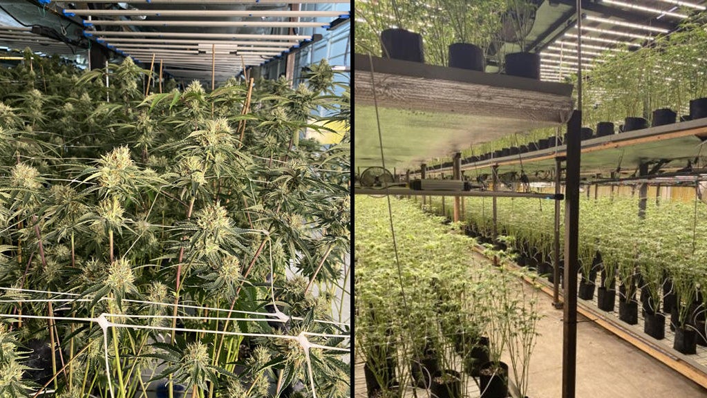 $10 million in illegal cannabis plants seized in East Oakland bust ...