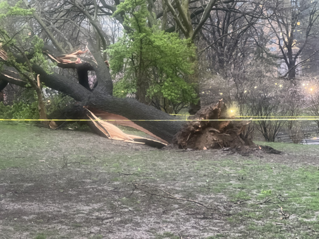 central-park-tree-down.png 