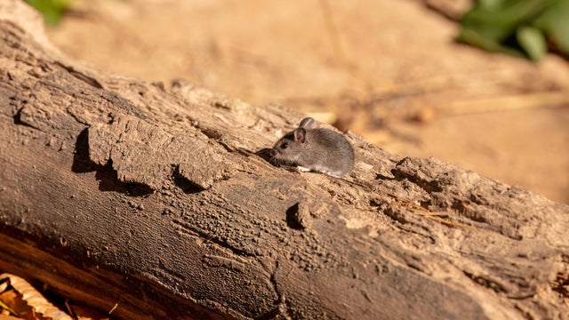 The deer mouse (Peromyscus maniculatus) 