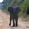 Elephant kills 2 women from U.K. and New Zealand in Zambia