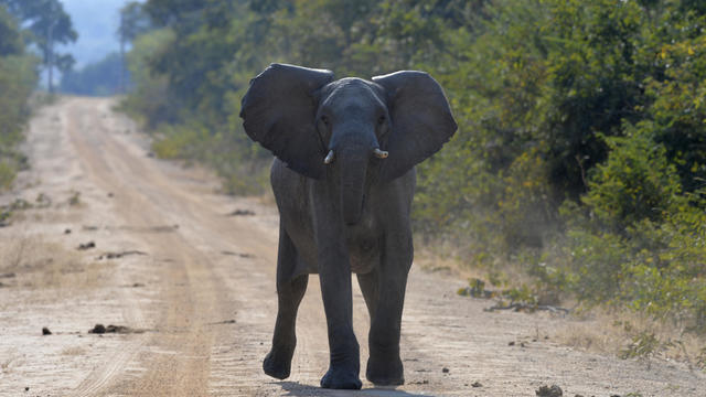 Angry Elephant in the Kafue National Park, Zambia 