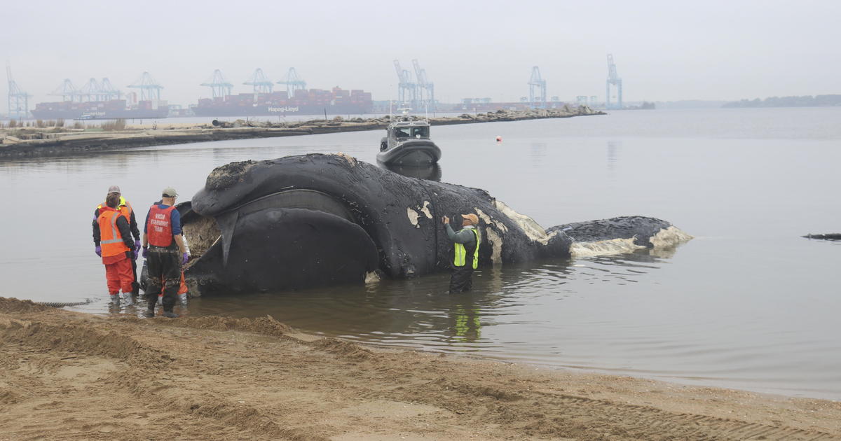 Застрашеният северноатлантически деснен кит, намерен мъртъв край Вирджиния, е убит при сблъсък с кораб, казва NOAA