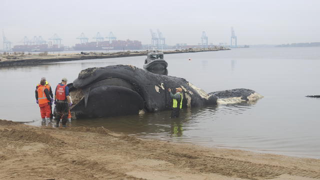 Right Whale Death 