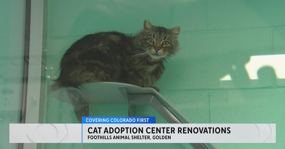 Major renovations for Cat Adoption Center at Foothills Animal Shelter ...